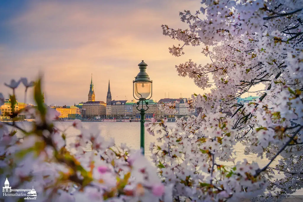 The cherry blossom in Hamburg – simply beautiful!