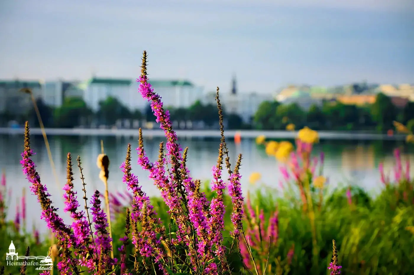 Hamburg Alster Bilder - Aussenalster Spätsommer