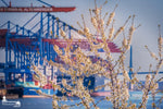 Kirschblüten vor Containerterminal Altenwerder im Hamburger Hafen