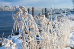 Vereistes Schilf am Bubendeyufer mit Blick auf die winterliche Elbe in Hamburg.
