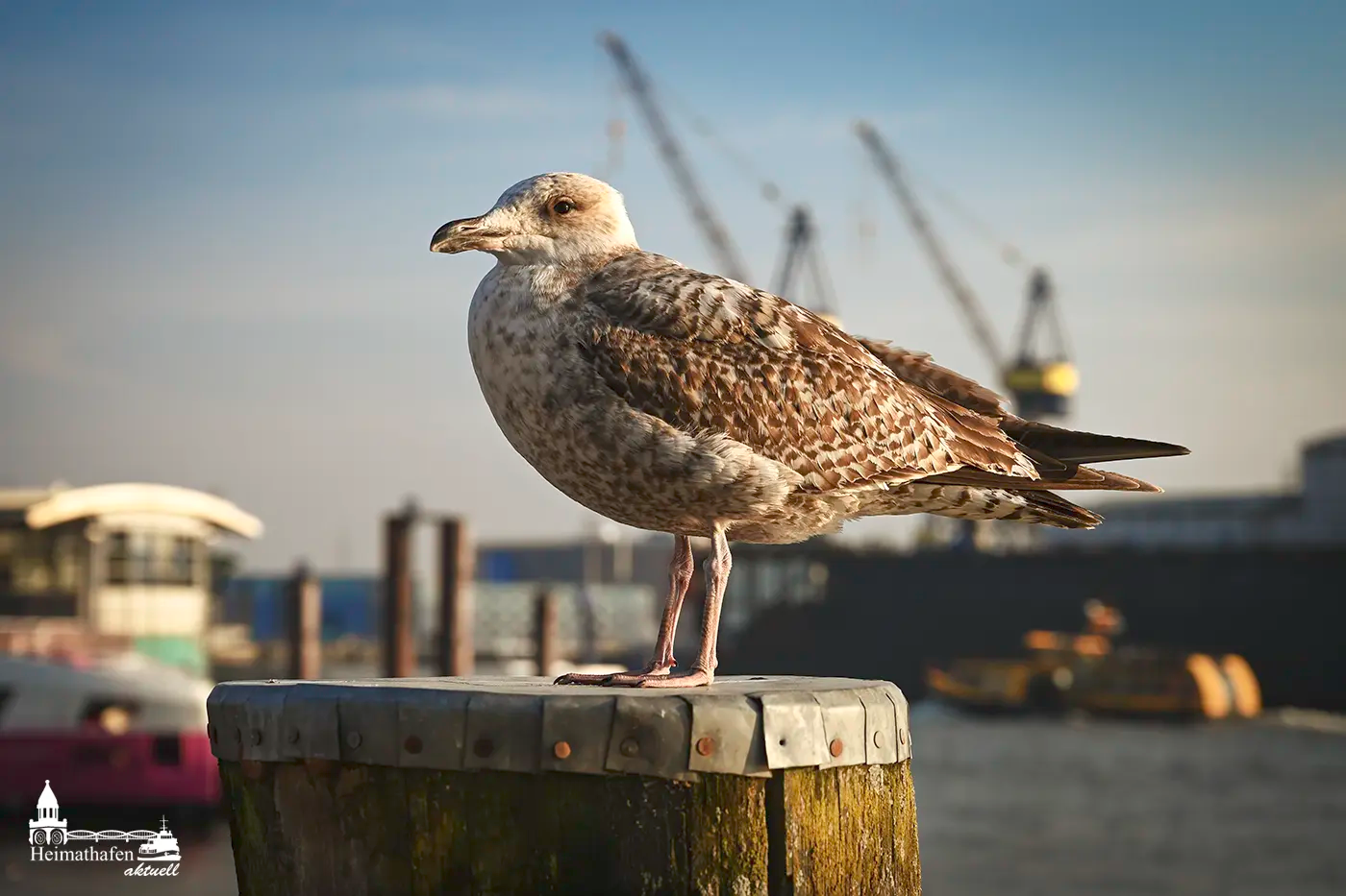 Möwe im Sonnenlicht auf einem Duckdalben im Hamburger Hafen mit Kranen im Hintergrund.