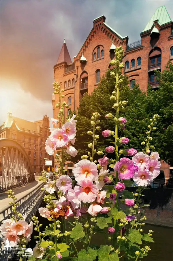 Hamburg Wandbilder im Hochformat - Speicherstadt mit Stockrosen 