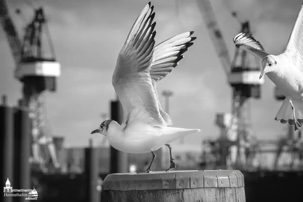 Zwei Möwen am Poller im Hamburger Hafen mit Werftkränen im Hintergrund