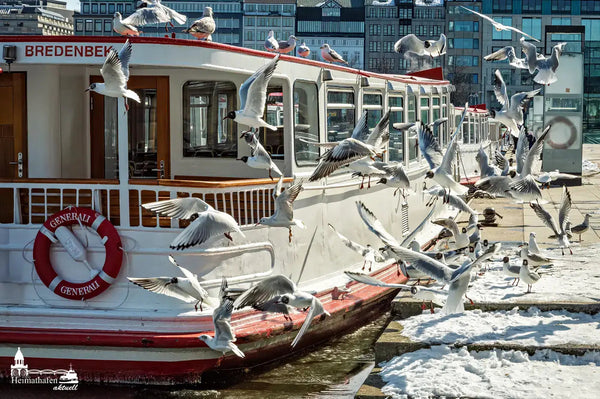 Hamburg Alster Fotos: Alsterdampfer Bredenbek von vielen Möwen besetzt